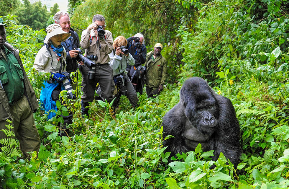 gorilla trekking travel guide